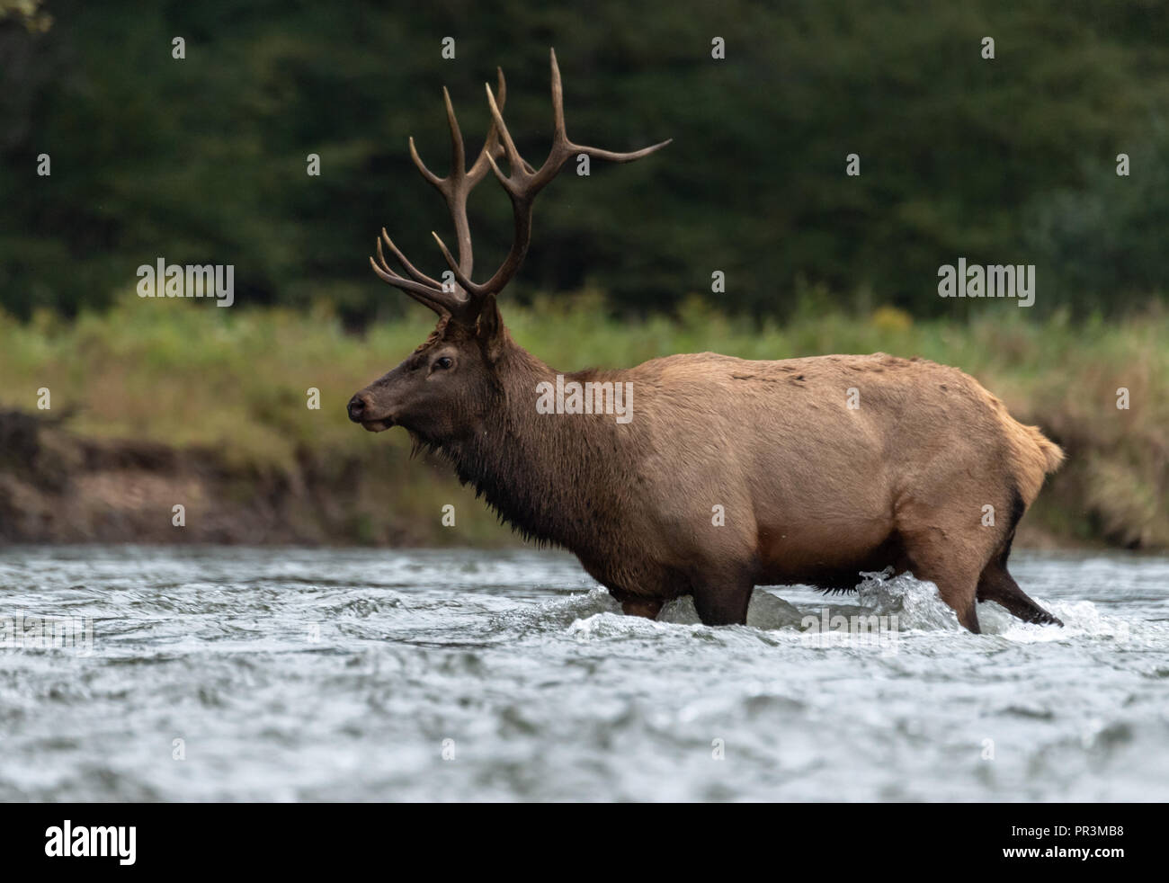 Elk During the Rut Season Stock Photo - Alamy