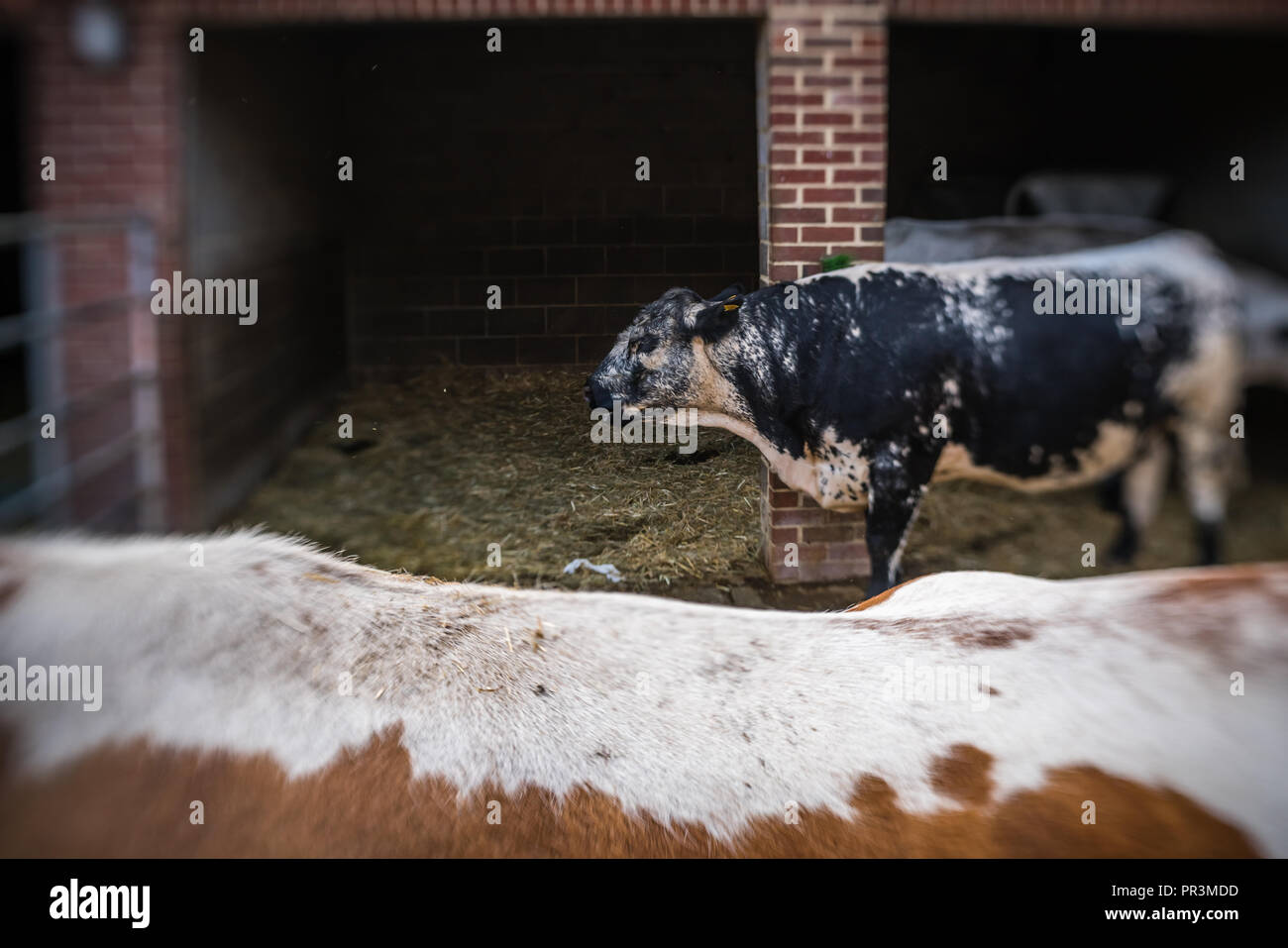 Black and white cow in a barn on a farm, UK Stock Photo - Alamy