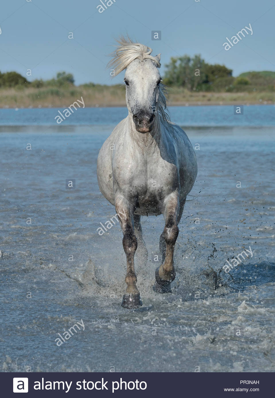 White Stallion Galloping Stock Photos & White Stallion