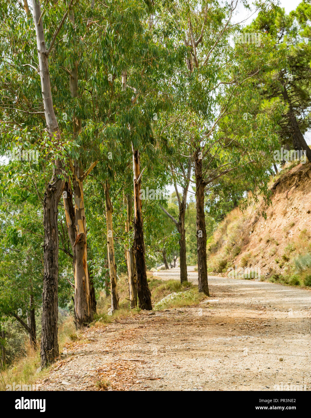 Eucalyptus Tree lined mountain walking track, Sierras de Tejeda Natural Park, Axarquia, Andalucia, Spain Stock Photo