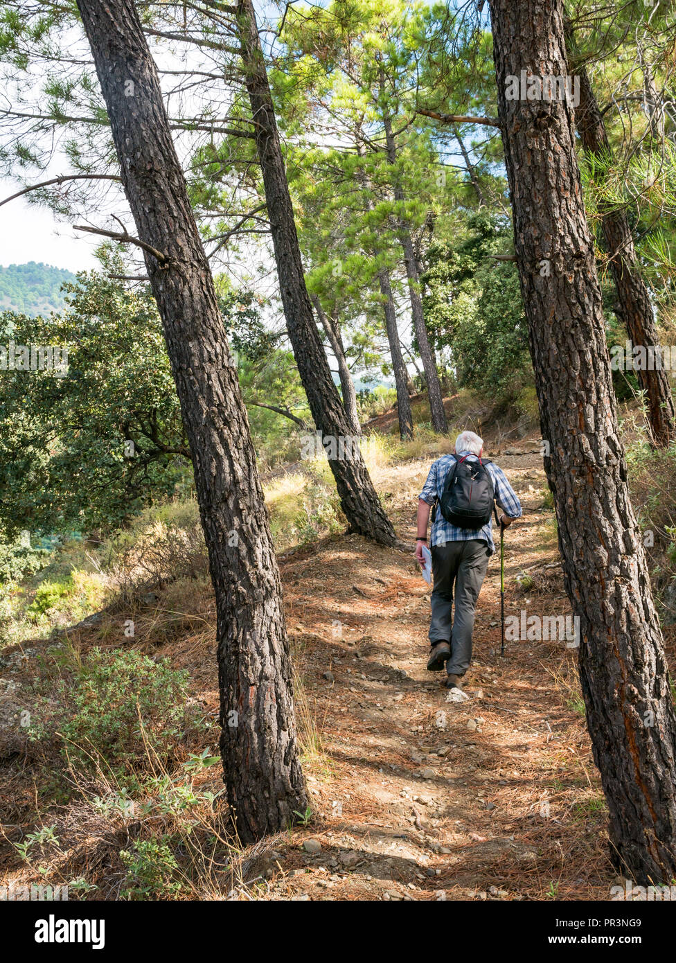 Older man wearing backpack walking up pine tree forest path, GR walking route, Sierras de Tejeda National Park, Salares, Axarquia, Andalucia, Spain Stock Photo
