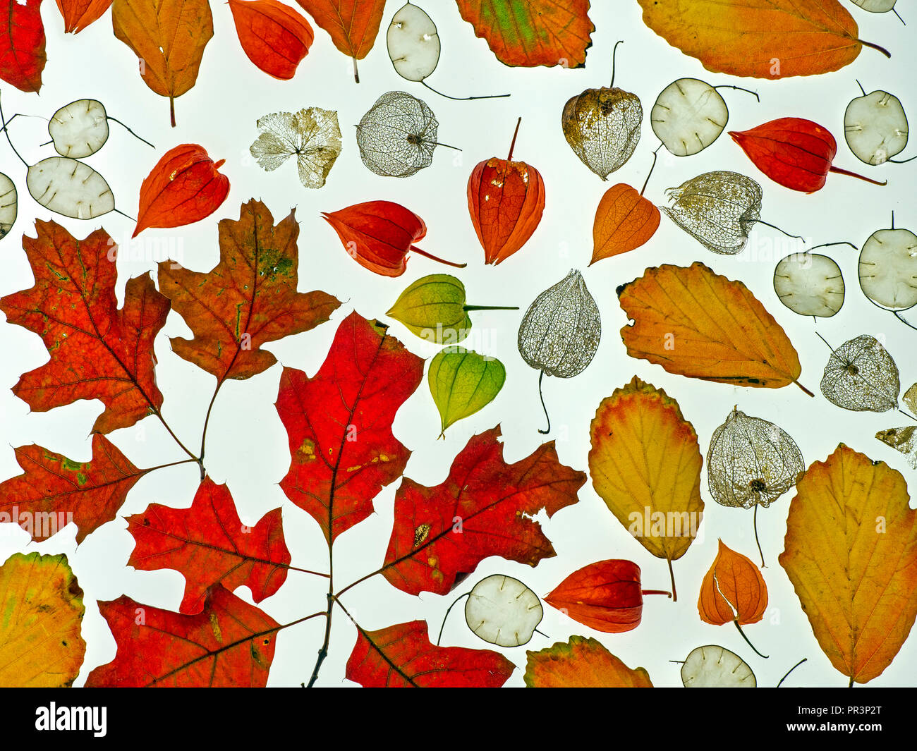 autumn garden layout with autumn leaves honesty seeds and chinese lanterns Stock Photo