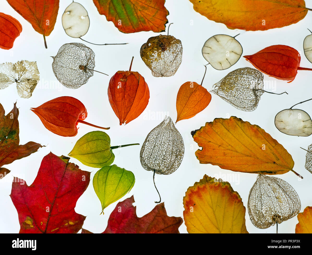 autumn garden layout with autumn leaves honesty seeds and chinese lanterns Stock Photo