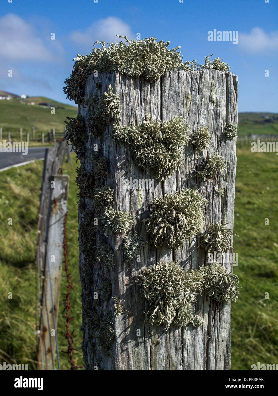 Gray green lichen growing on weathered fence post with pastures and croft in distance on Shetland Mainland Stock Photo