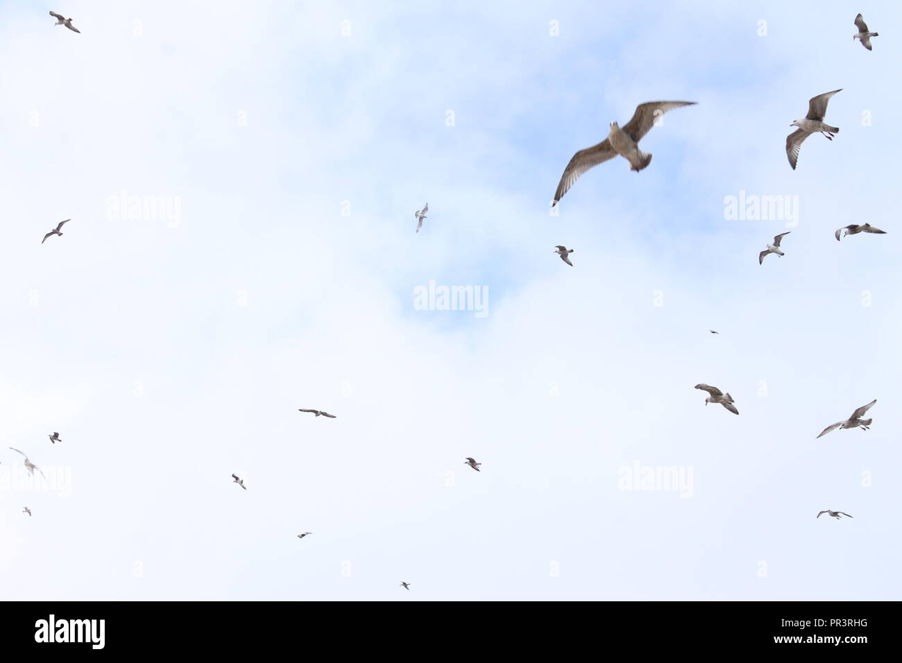 gulls flying in the sky Stock Photo