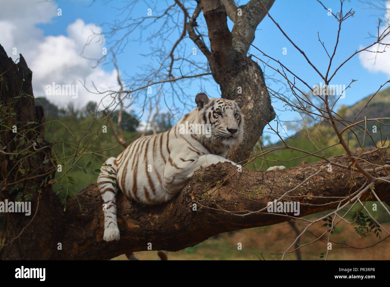 White skinned tiger on a tree. Stock Photo