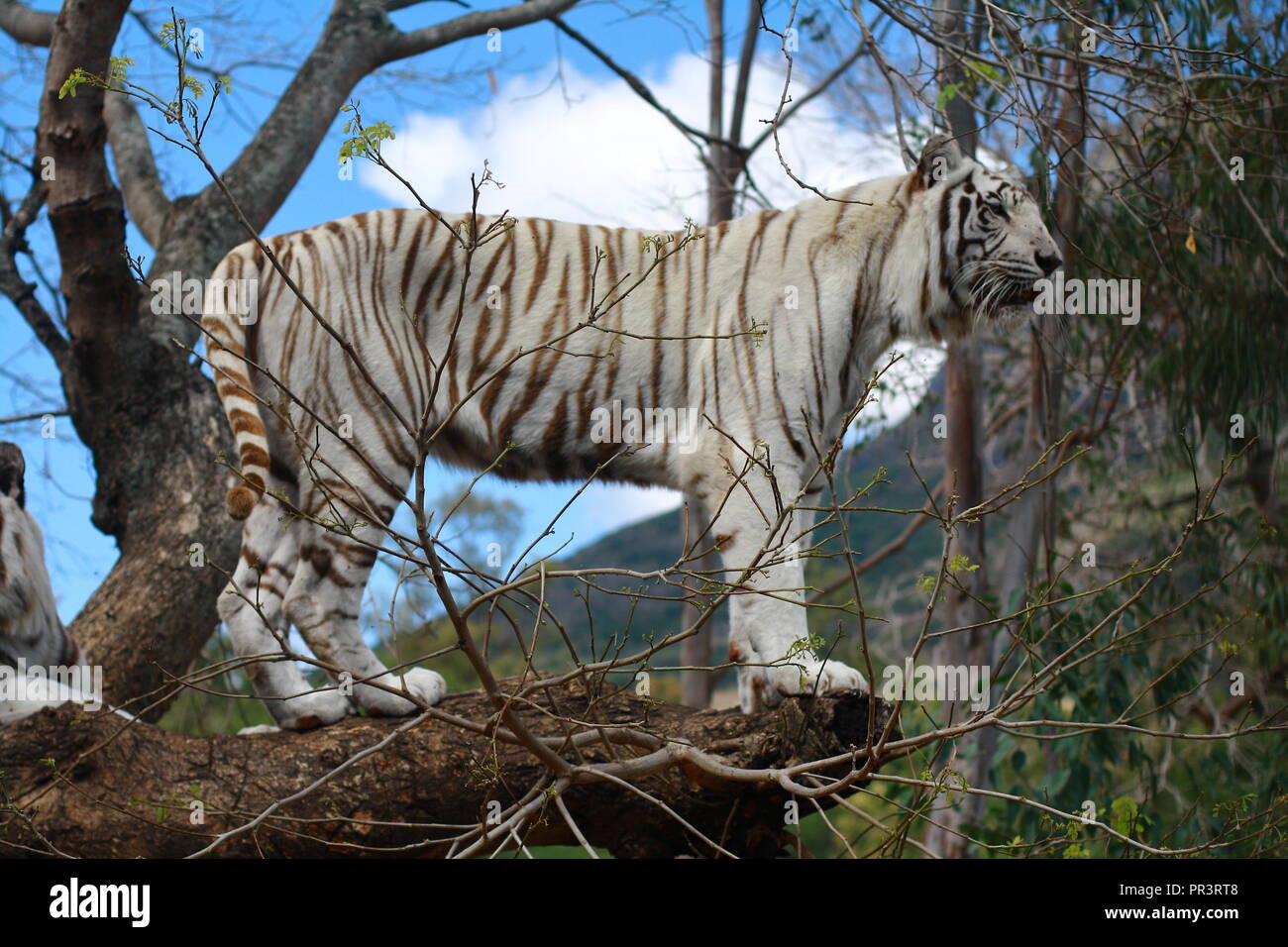 White skinned tiger on a tree. Stock Photo