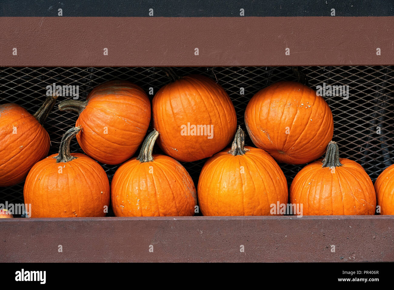 Large Ripe Pumpkins Displayed and Offered for Sale at a New York City Food Market Outdoor Display Stock Photo
