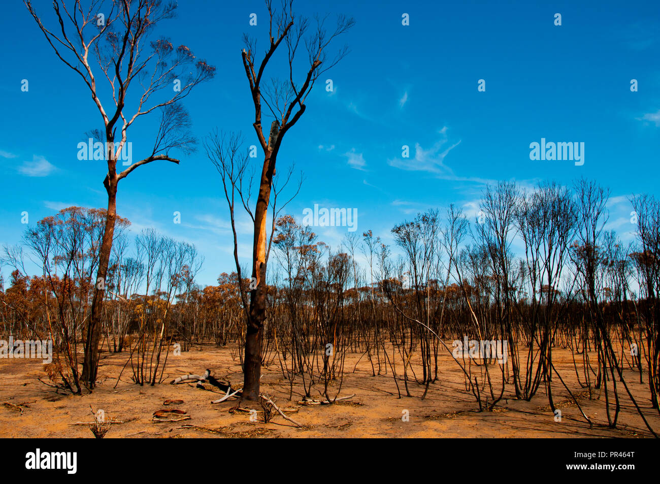 Bushfire Burnt Trees - Australia Stock Photo