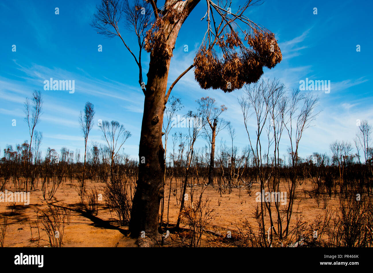 Bushfire Burnt Trees - Australia Stock Photo