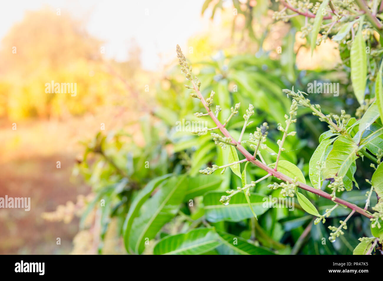 https://c8.alamy.com/comp/PR47K5/close-up-of-a-flowering-agriculture-mango-grove-PR47K5.jpg