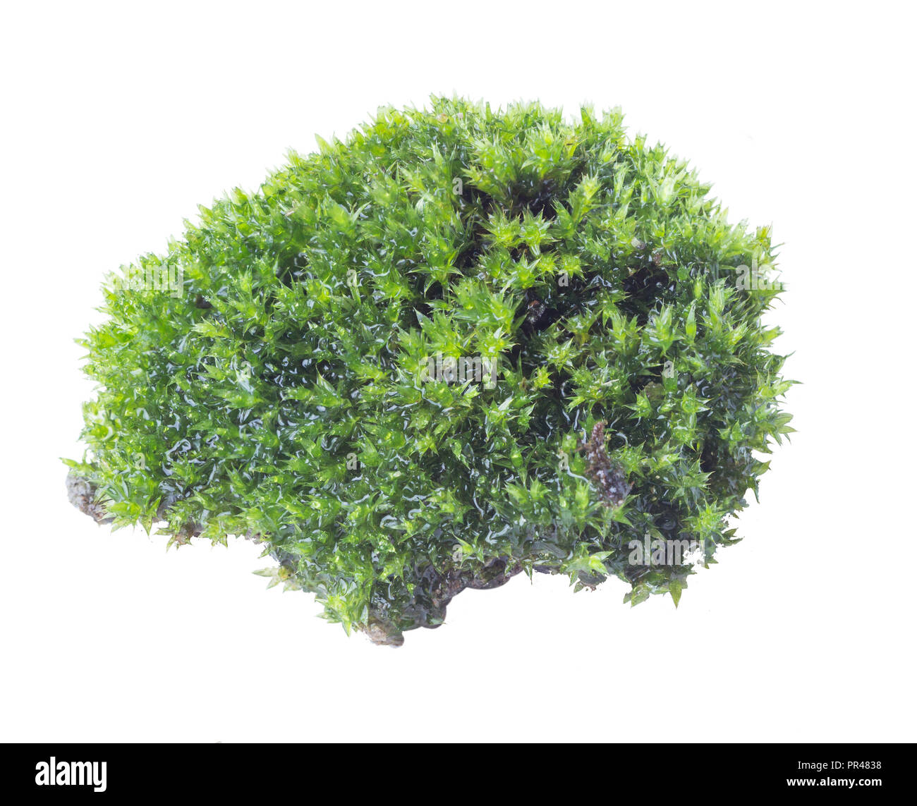 Green moss isolated on white background close up Stock Photo