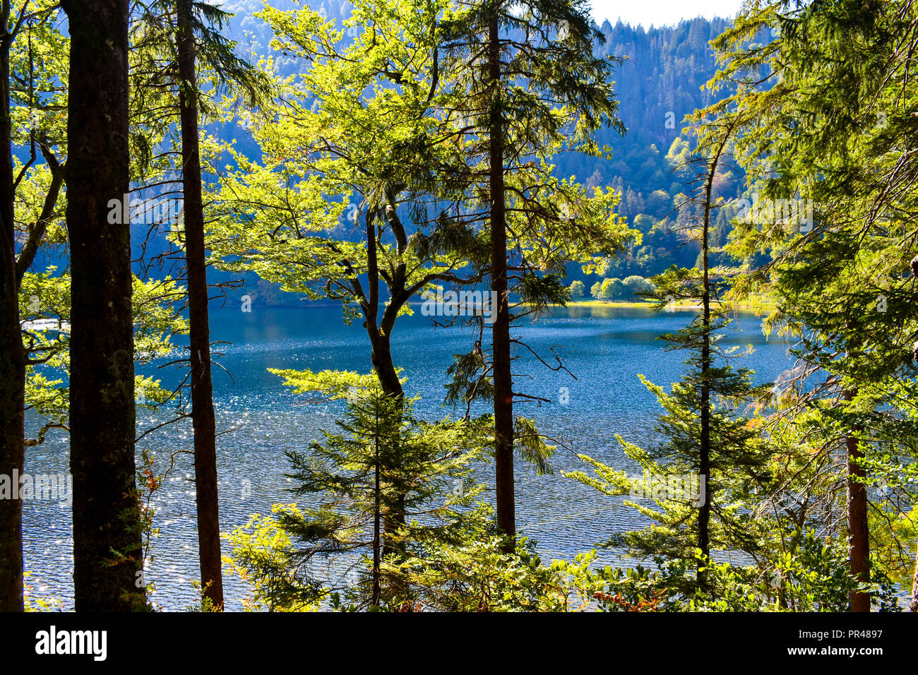 A view through the trees of a forrest to a lake. The Black Forest (Schwarzwald),Germany. Stock Photo