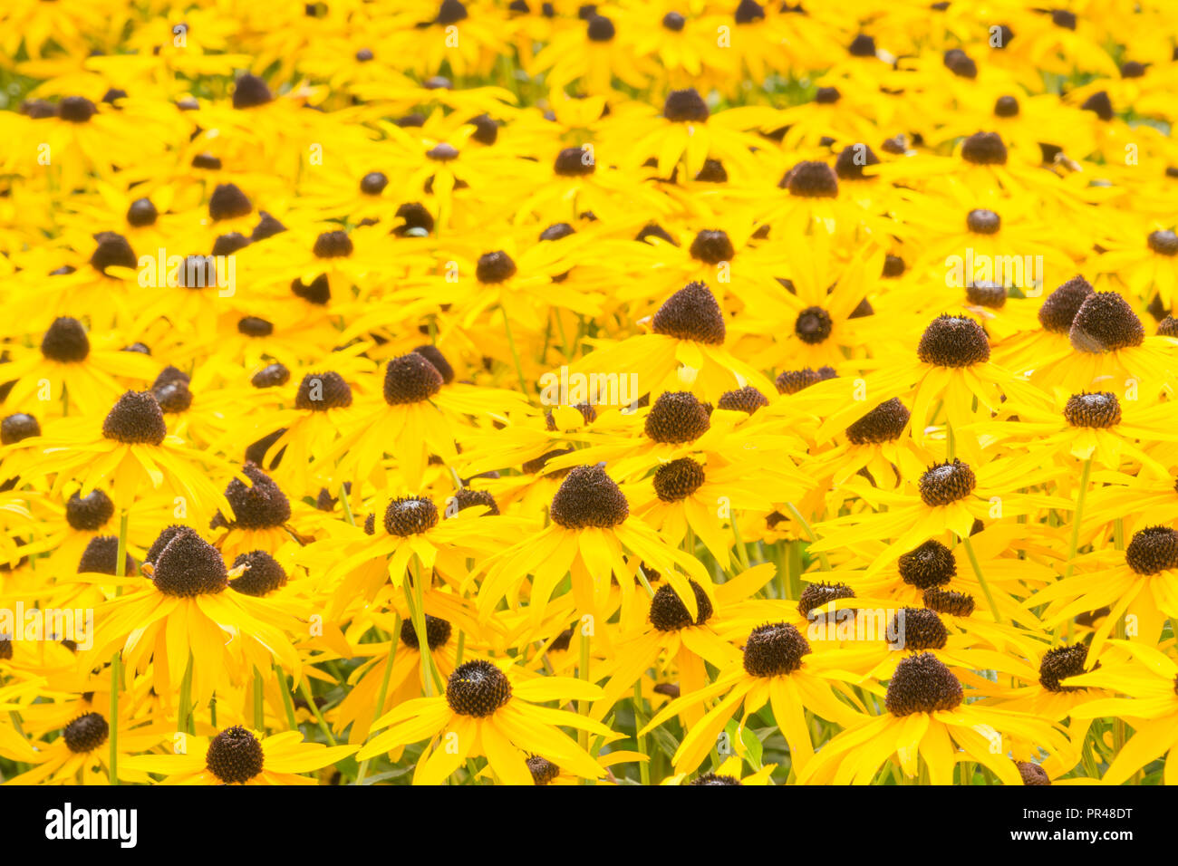 Rubeckia fugida in full flower Stock Photo - Alamy