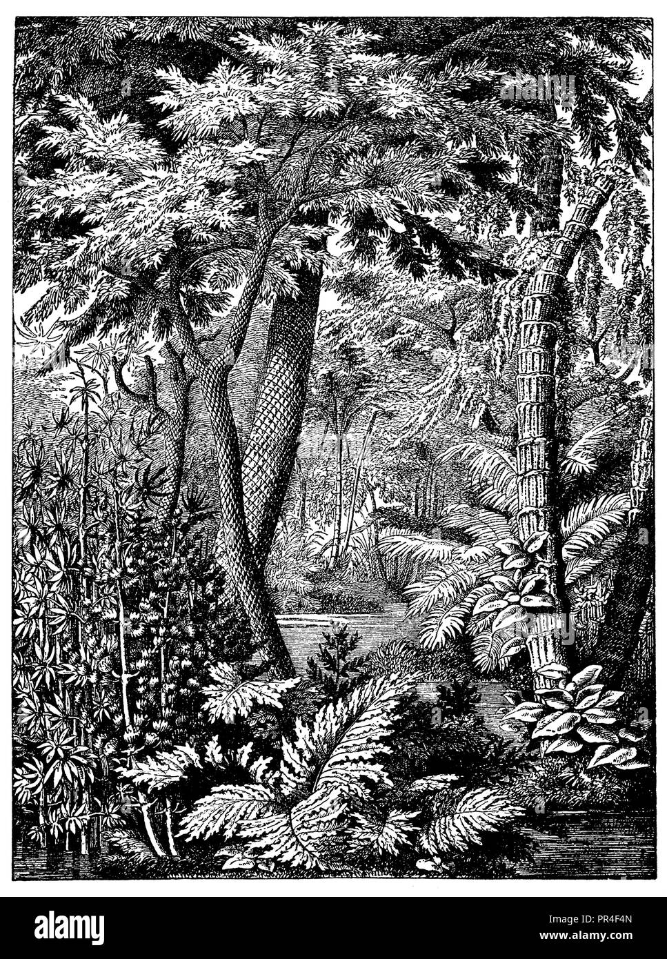 Forest from the coal-mining era, aus Hirts Geographischen Bildertafeln  1893 Stock Photo