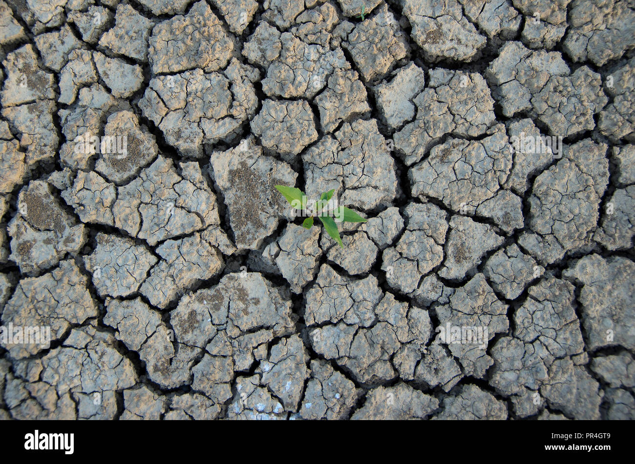 Climatic changes. Dry cracked earth with plant struggling for life. Stock Photo