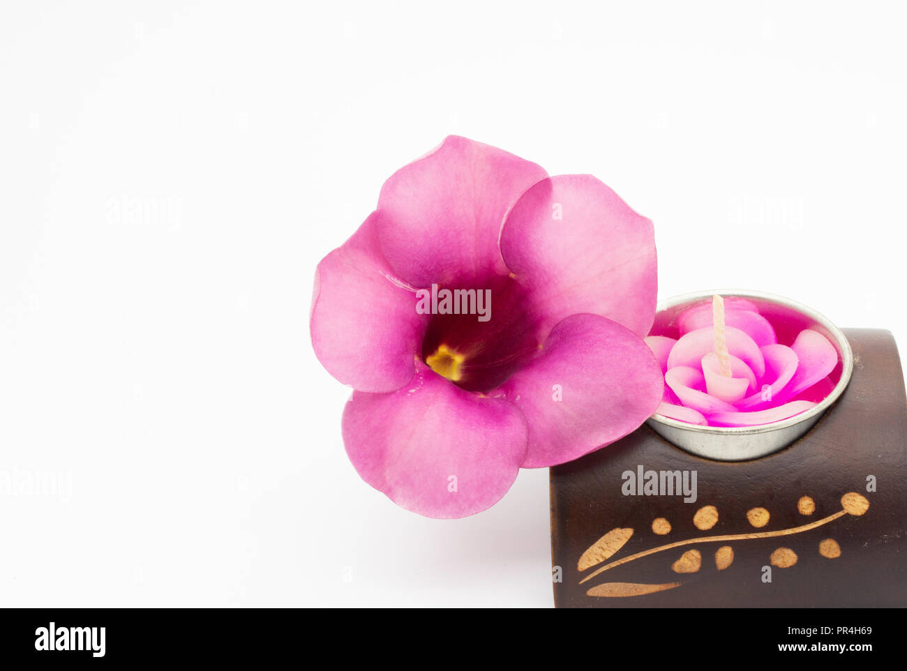 Beautiful Purple Allamanda flower blooming with candle fantacy on white background Stock Photo