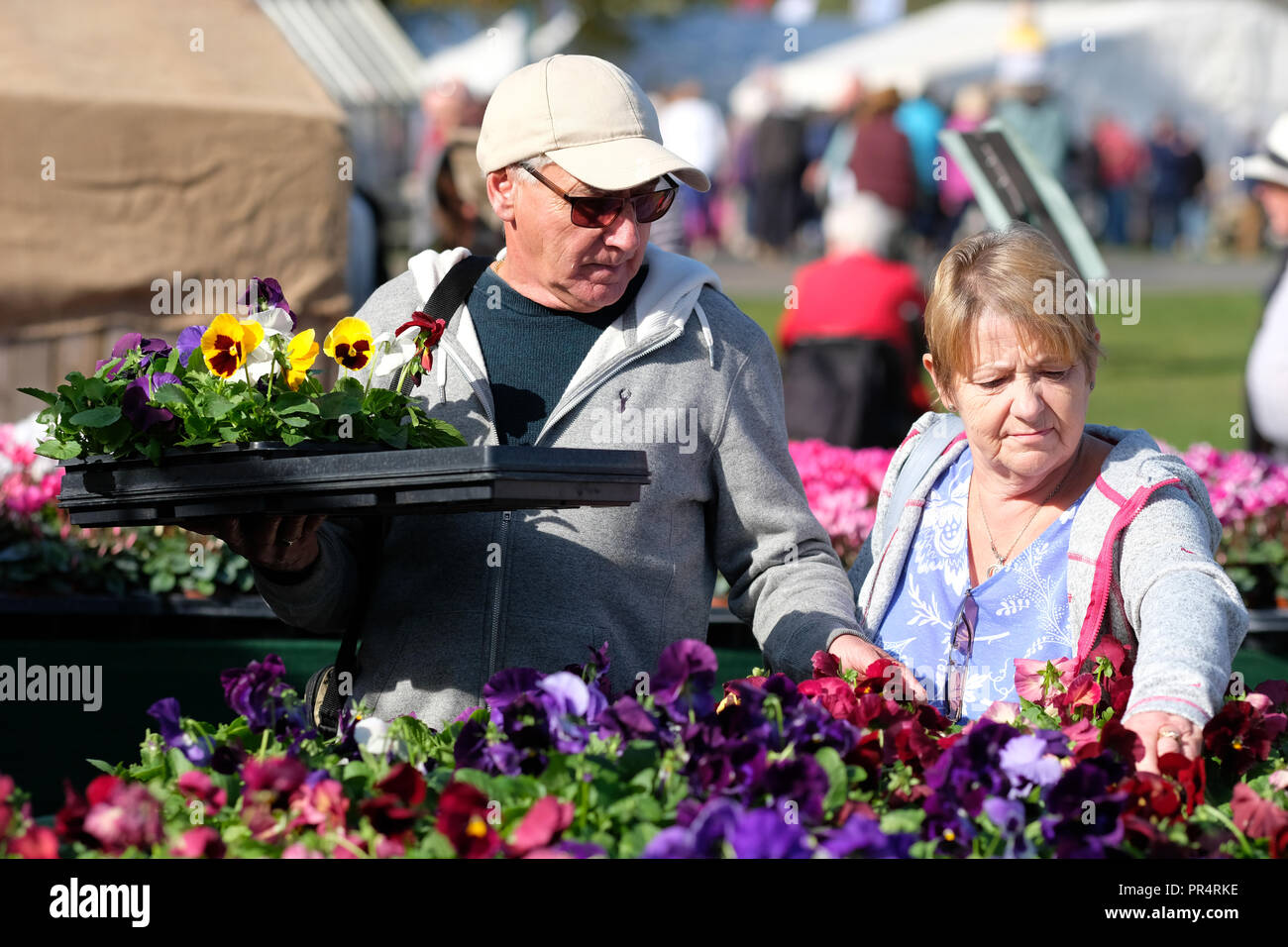 Malvern Autumn Show, Malvern, Worcestershire - September 2018 - Visitors buy flowers and plants among the many nursery stands on a fine warm sunny autumn day - Photo Steven May / Alamy Live News Stock Photo