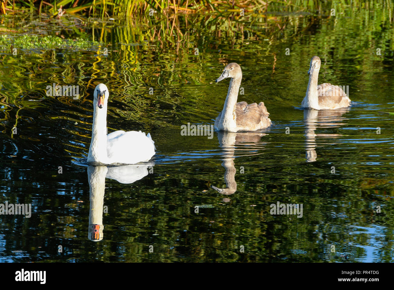 Uk Weather Swans Swimming Along The Bridgwater And Taunton Cnear Hedging In Somerset Reflected In The Calm Water On A Day Of Sunshine And Clear Uk Weather Swans Swimming Along The Bridgwater And Taunton Cnear Hedging In Somerset Reflected In The Calm Water On A Day Of Sunshine And Clear