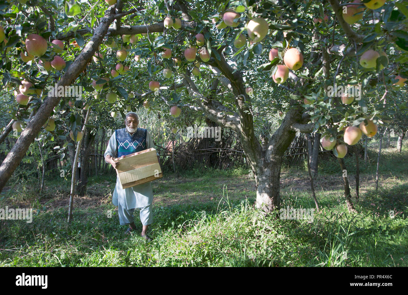 Kashmir apple orchard hires stock photography and images Alamy