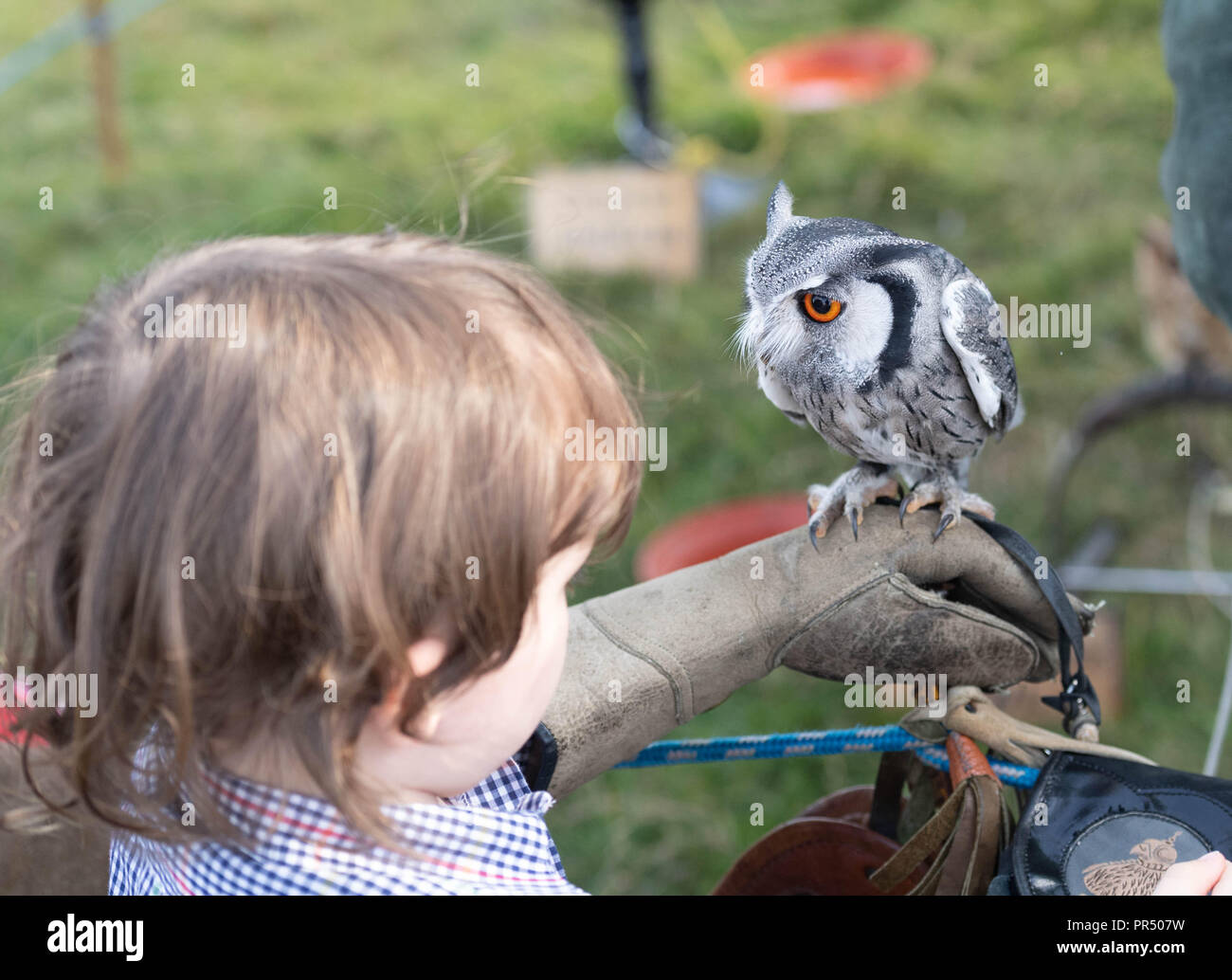Brentwood Essex 29th September 2018 Essex Country Show in Weald Park Brentwood Essex in glorious autumn sunshine. A young visitor enjoys a white faced Scops Owl  Credit Ian Davidson/Alamy Live News Stock Photo
