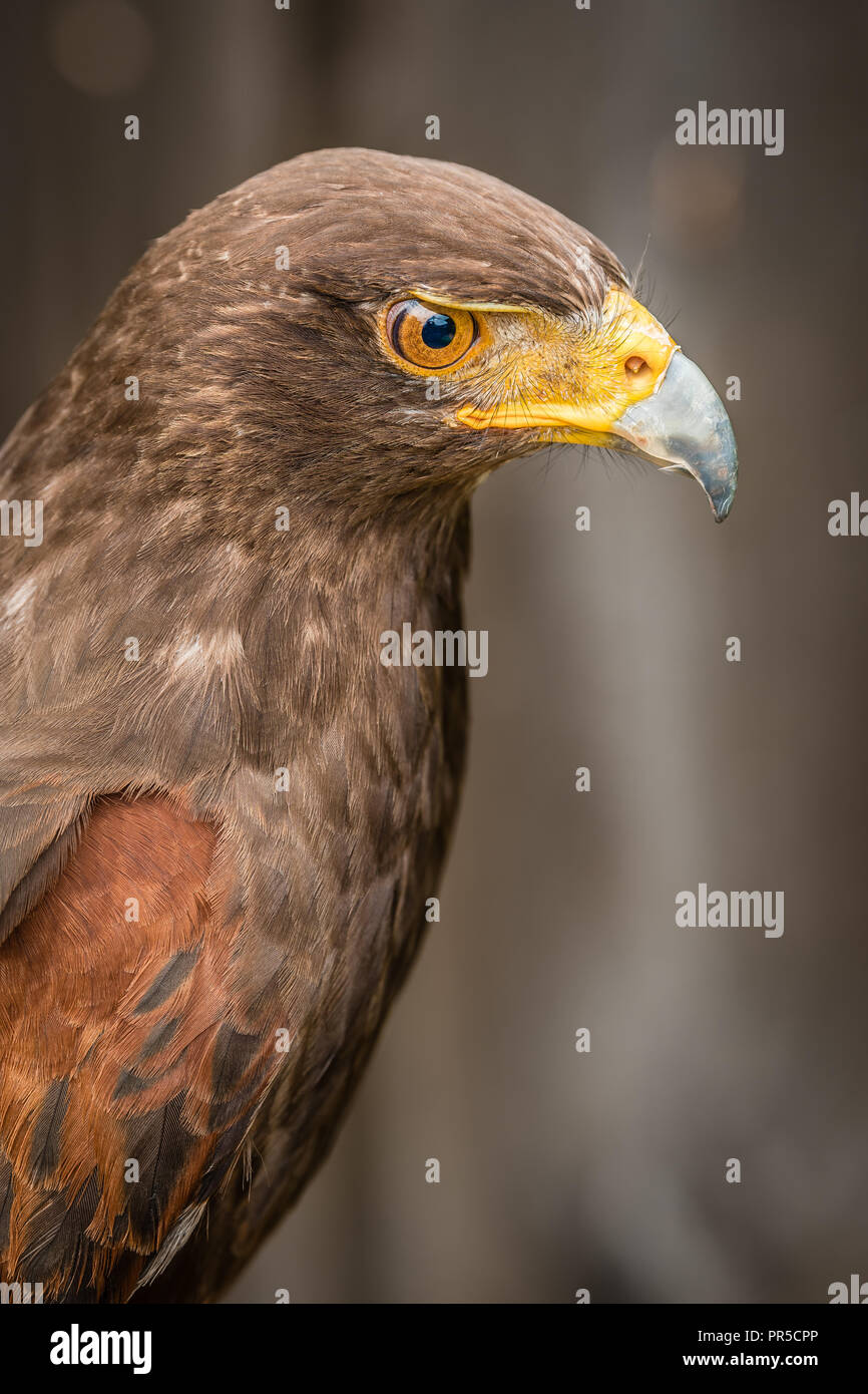 Millets Falconry Centre Stock Photo - Alamy