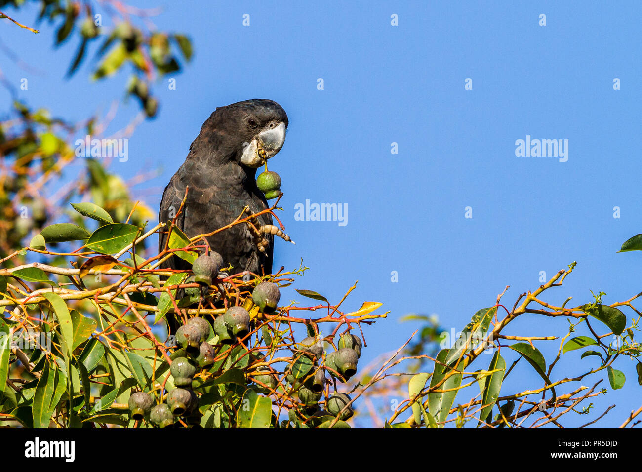 Male Redtailed BlackCockatoo eating honky nuts Western Australia