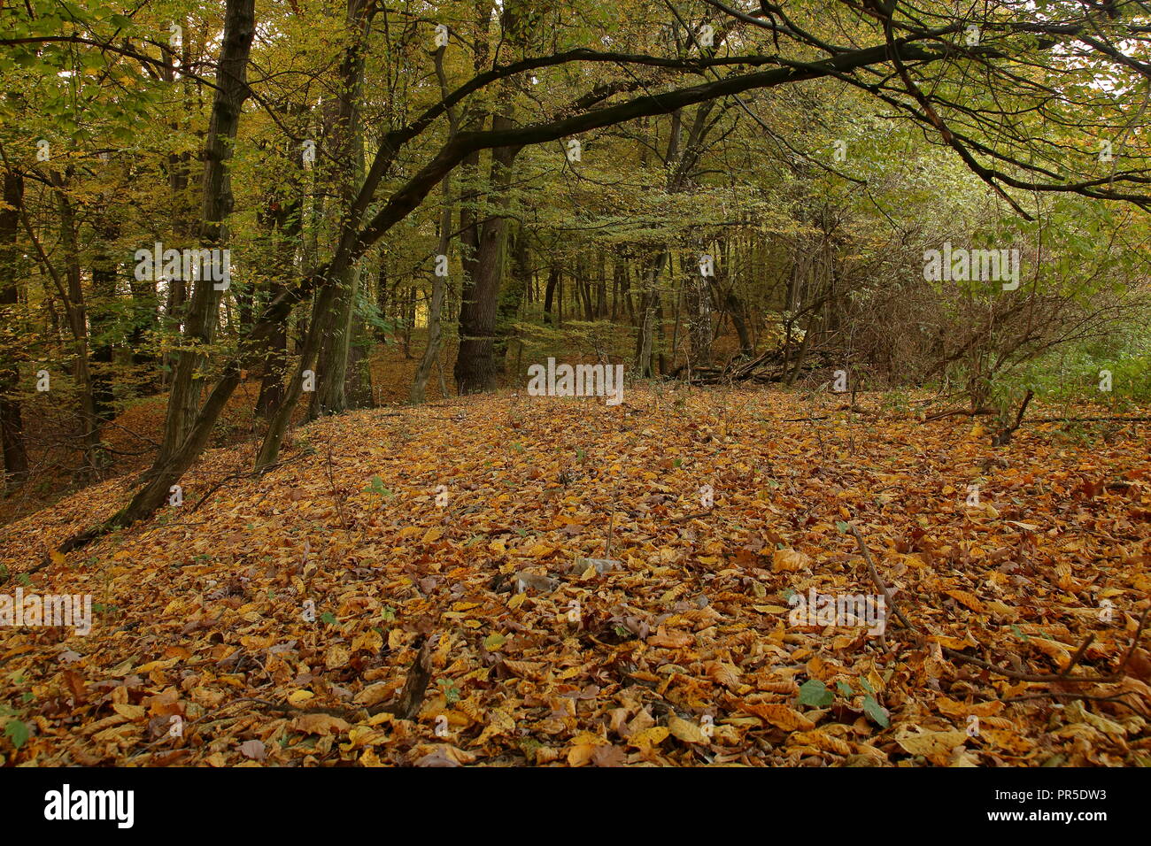 Autumnal (fall) forest, small hill covered with fallen colorful leaves like with carpet, trees, branches. Stock Photo