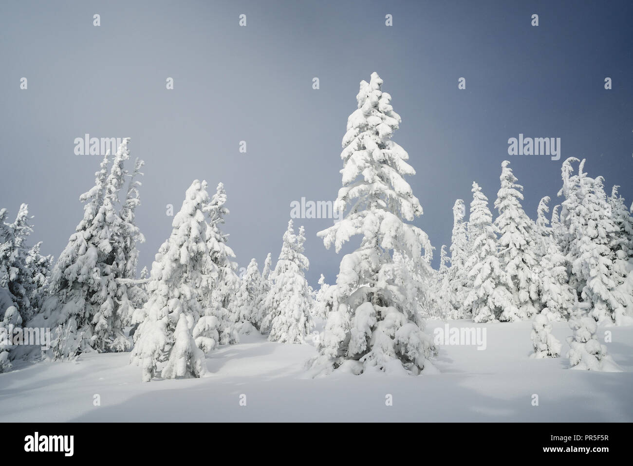 Snowy winter in a mountain forest. Cloudy day Stock Photo - Alamy