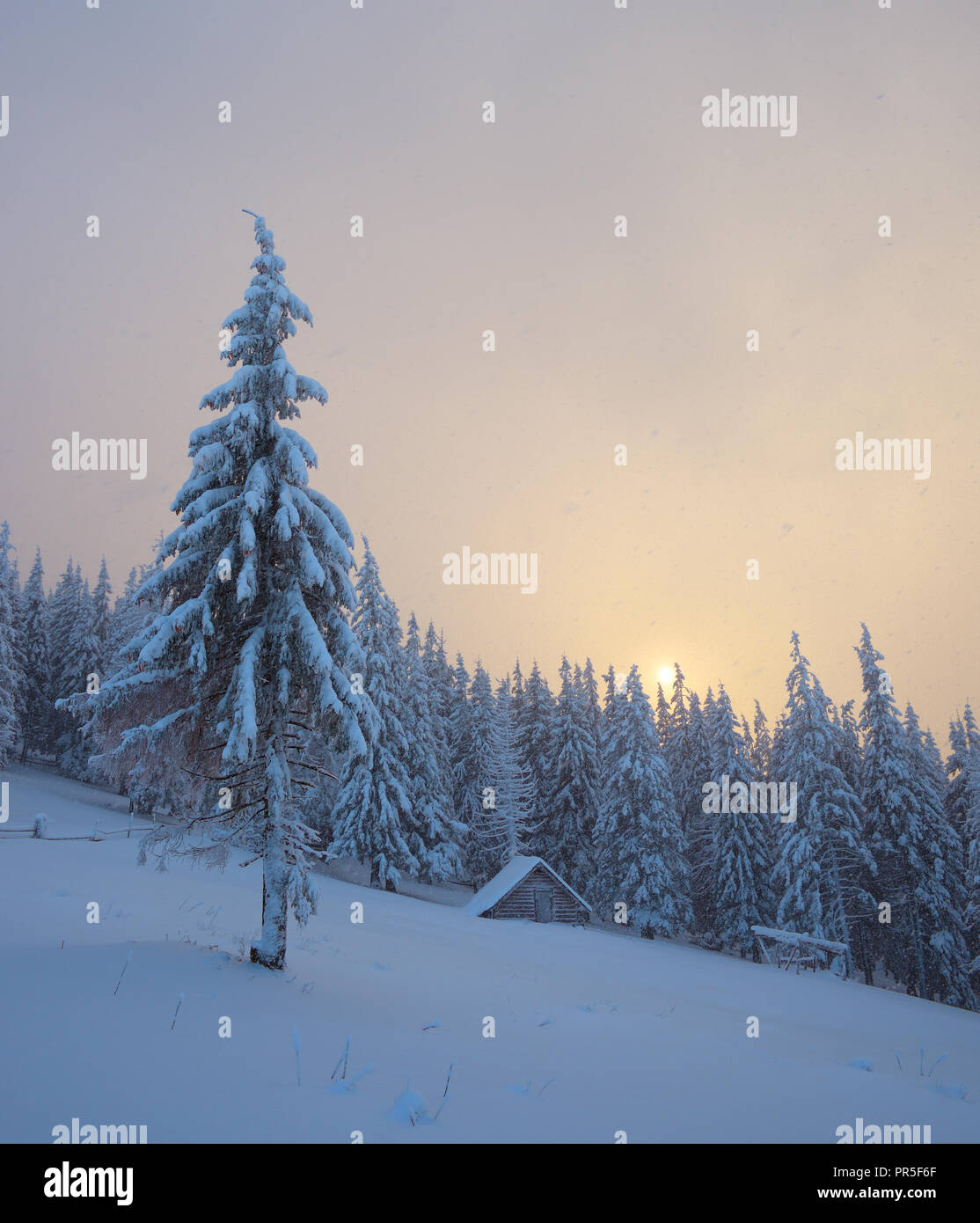 Christmas view. Winter landscape with fir trees in the snow. The wooden ...