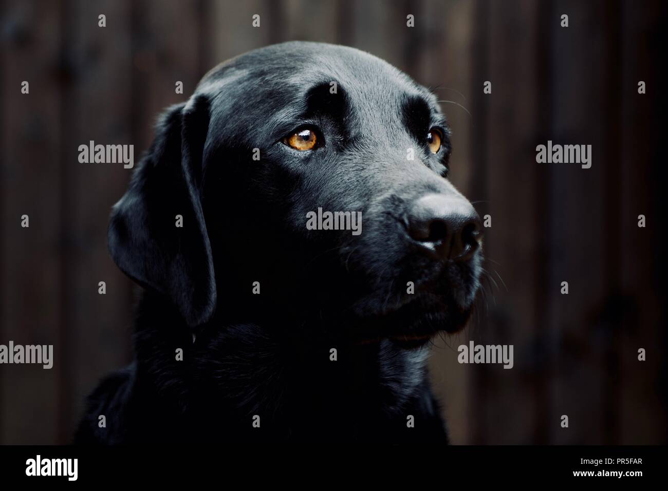 Close-up portrait of a black Labrador Retriever with amber eyes, showing calm expression and glossy coat against dark background. Stock Photo