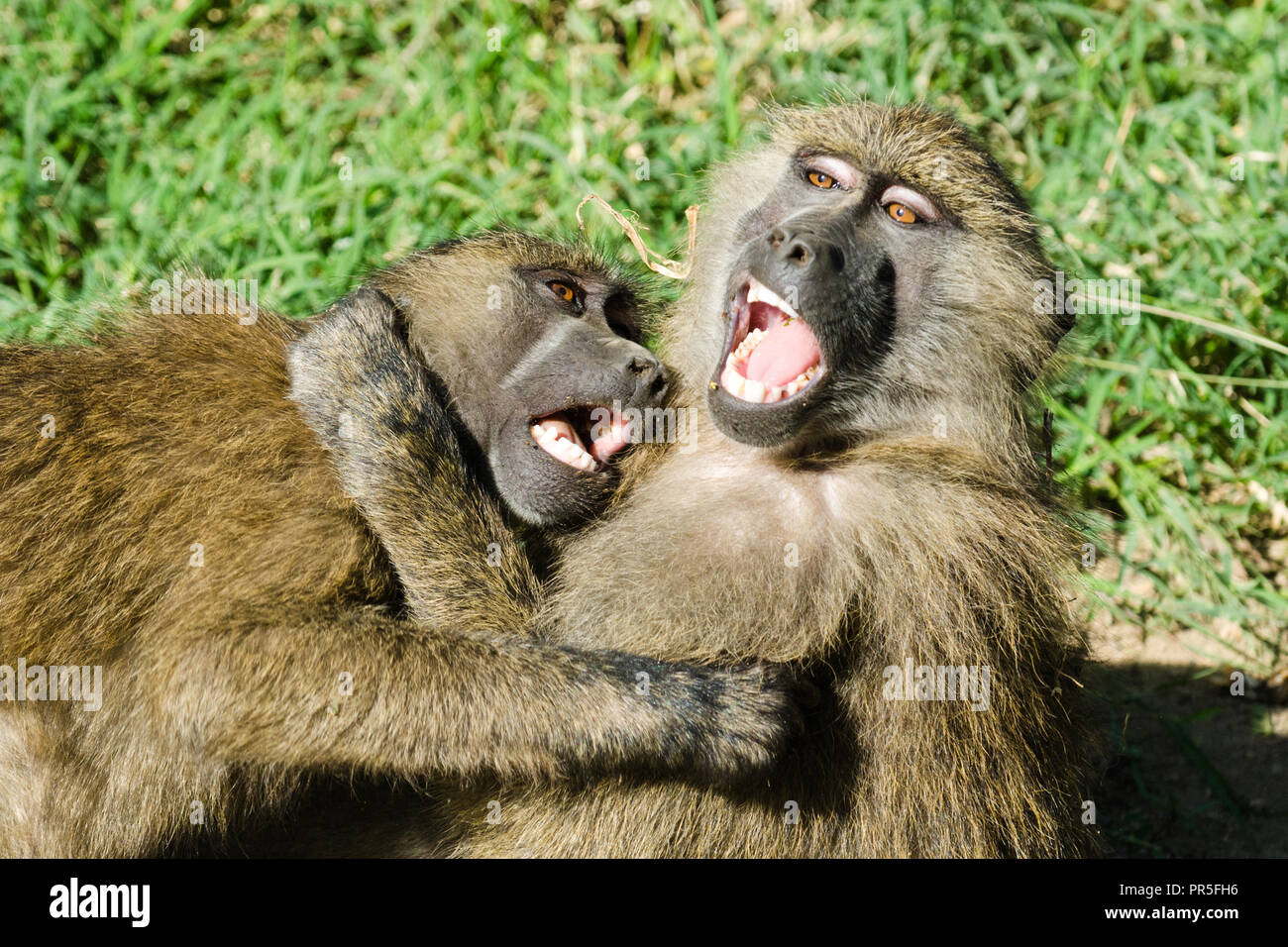 Two olive baboons (Papio Anubis) fighting, Lake Nakuru, Kenya Stock Photo