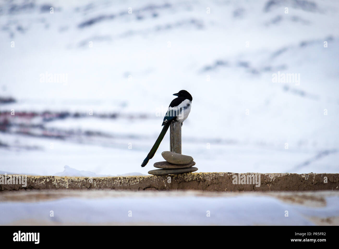 The Himalayan Magpie - Wildlife in the snow cold weather of Ladakh, Jammu and Kashmir, India, Asia. Stock Photo