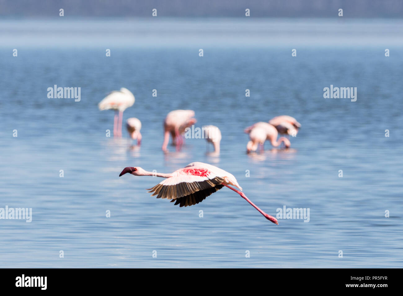 Lesser flamingo flying in Lake Nakuru, Kenya Stock Photo