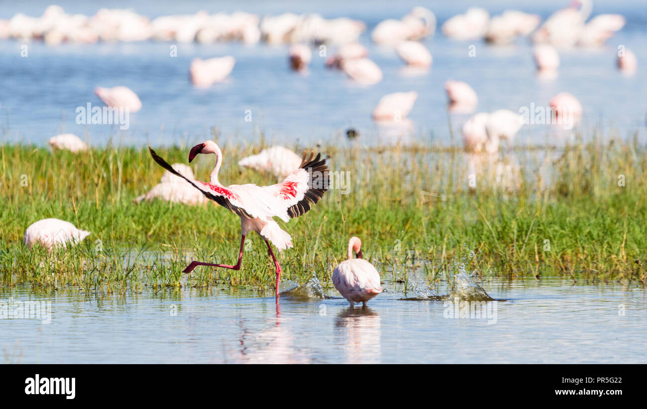 Lesser flamingo landing on water, Lake Nakuru, Kenya Stock Photo