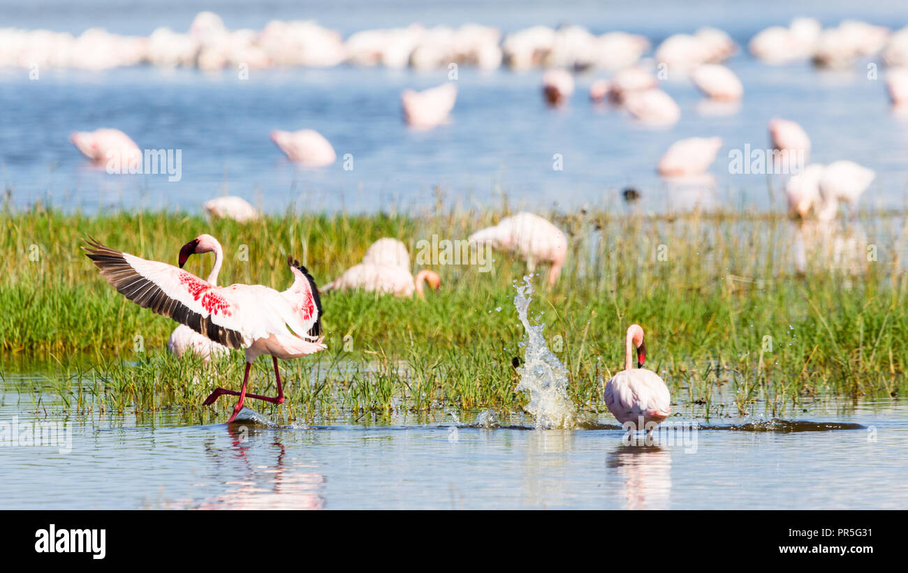Lesser flamingo landing on water, Lake Nakuru, Kenya Stock Photo