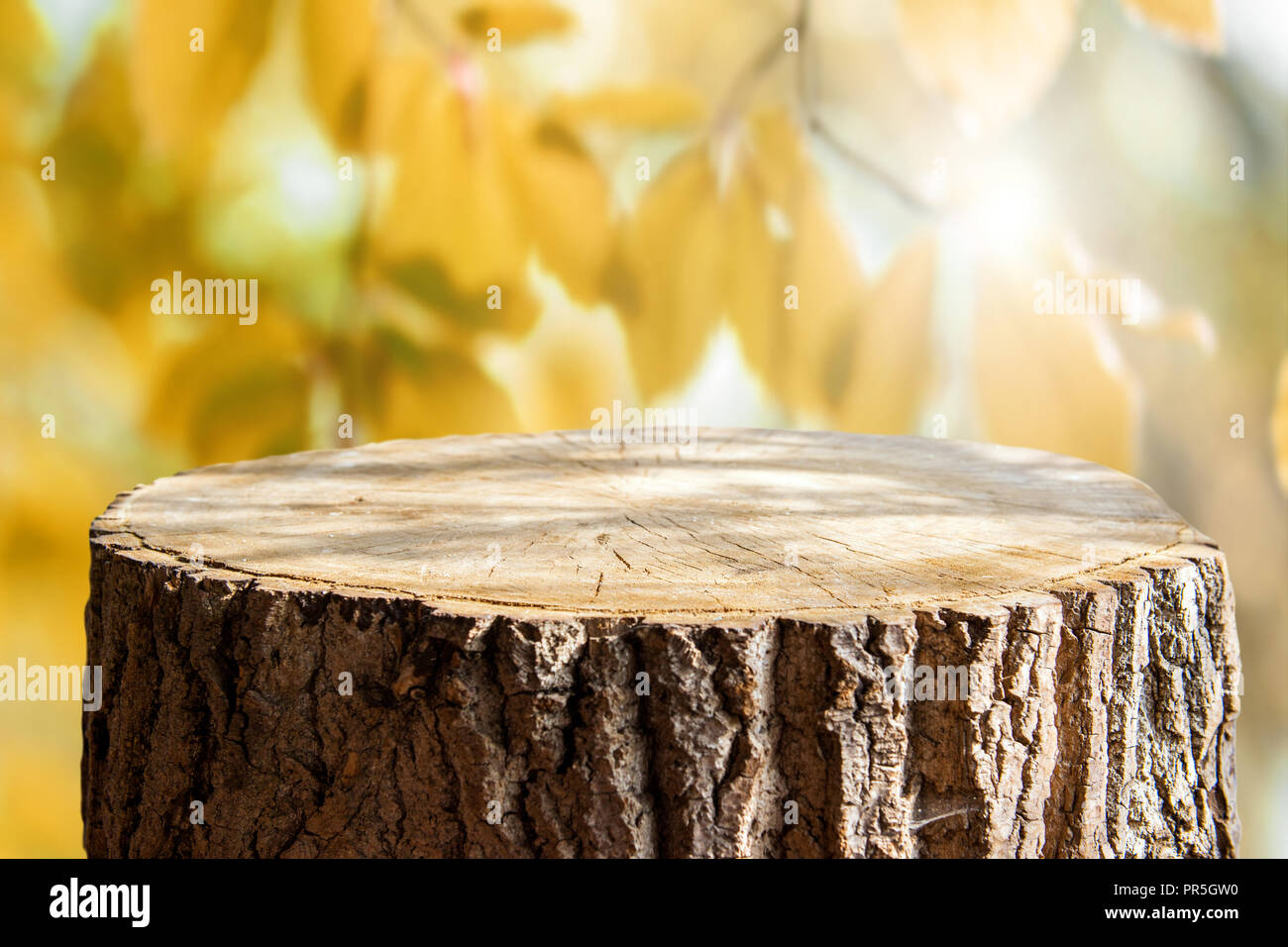 Empty tree trunk for display montags Stock Photo - Alamy