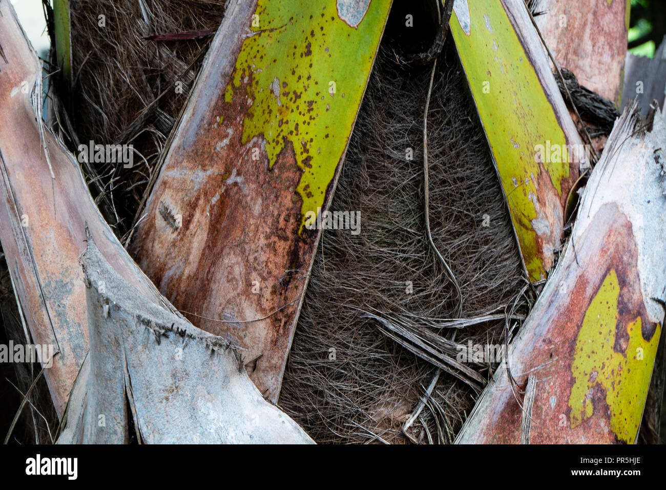 Detail of palm tree trunk Stock Photo