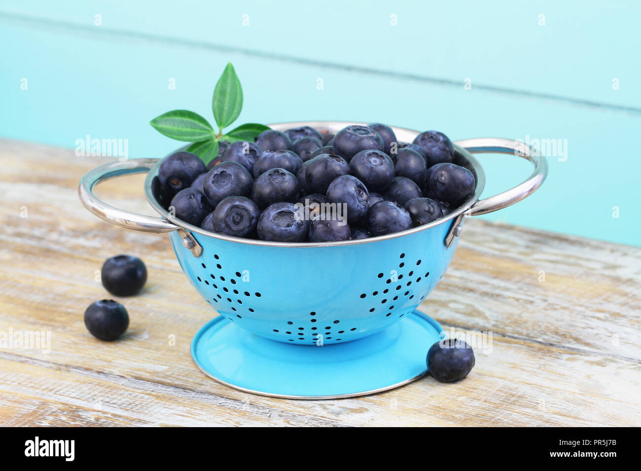 Fresh blueberries in blue colander on rustic wooden surface Stock Photo