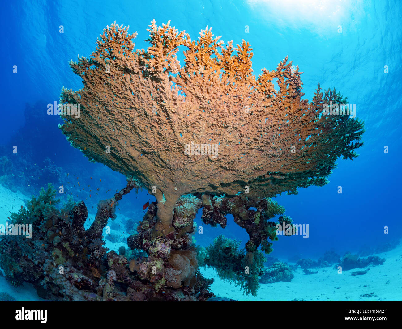 Coral photographed in the backlight of the sun underwater Stock Photo