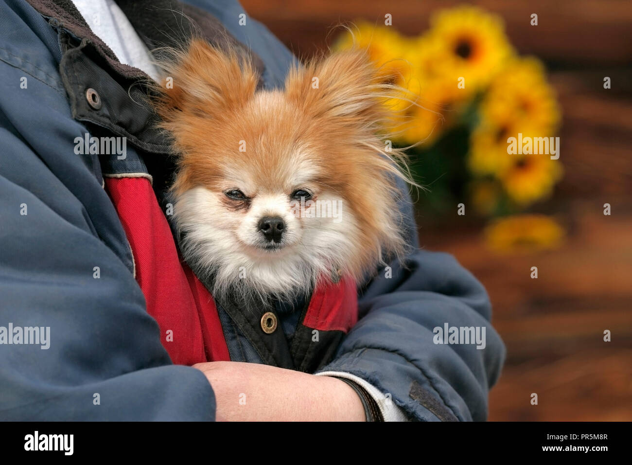 Cute Pomeranian Dog carried in jacket, peaking out. Stock Photo