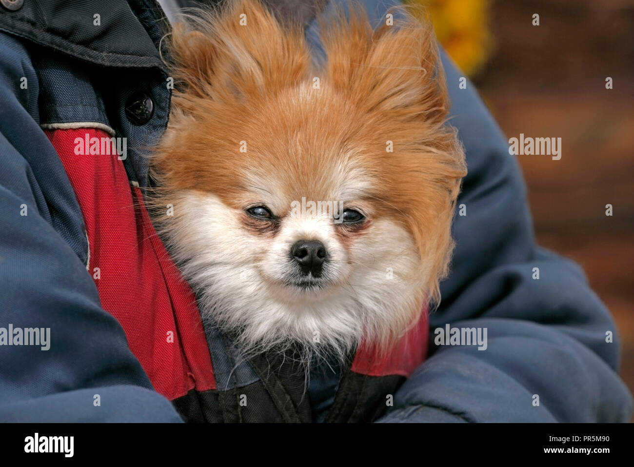 Pomeranian carried in jacket, peaking out Stock Photo
