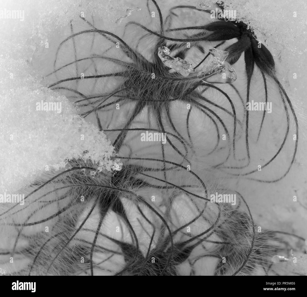 Clematis seed flower garden Black and White Stock Photos & Images - Alamy