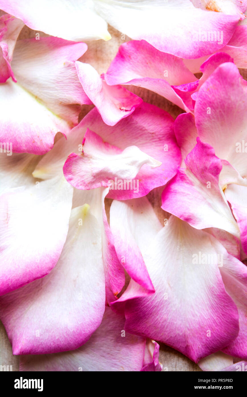 Rose petals bed hi-res stock photography and images - Alamy