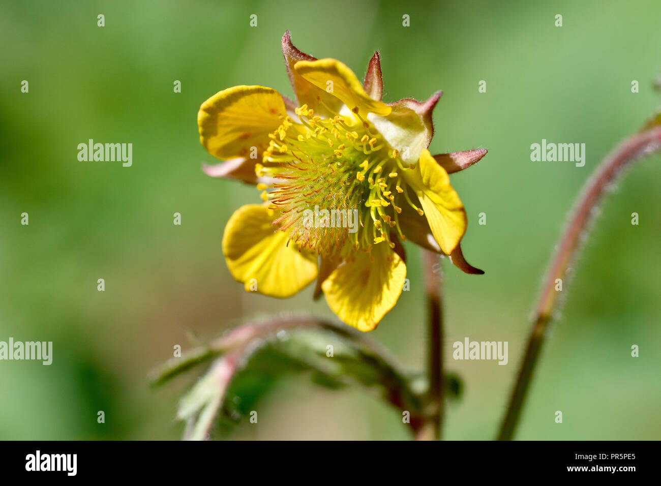 Hybrid Avens (geum x intermedium), a close up of the flower. The plant and buds look like Water Avens but the flowers open up like Wood Avens. Stock Photo