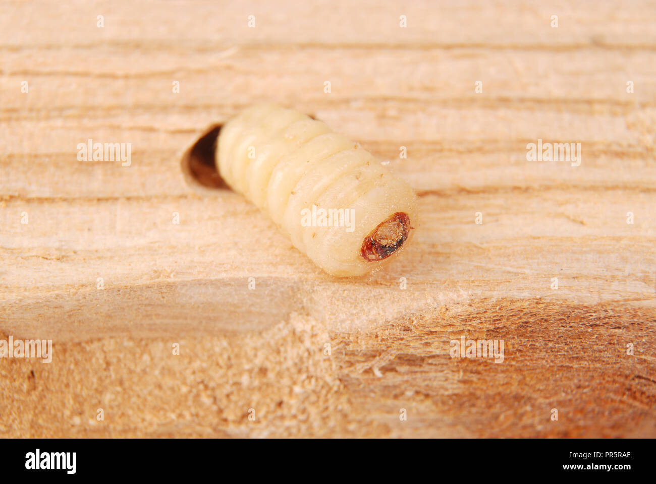 Larva bark beetle (Scolytinae). Larva of Bark beetles legless in his burrow on wood background