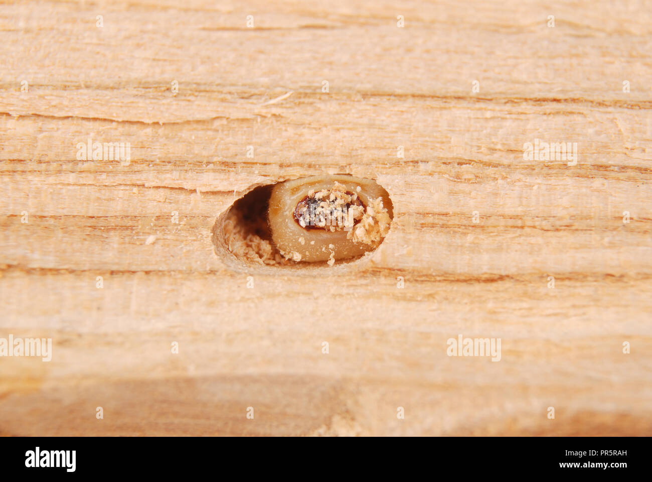 Larva bark beetle (Scolytinae). Larva of Bark beetles legless in his burrow on wood background