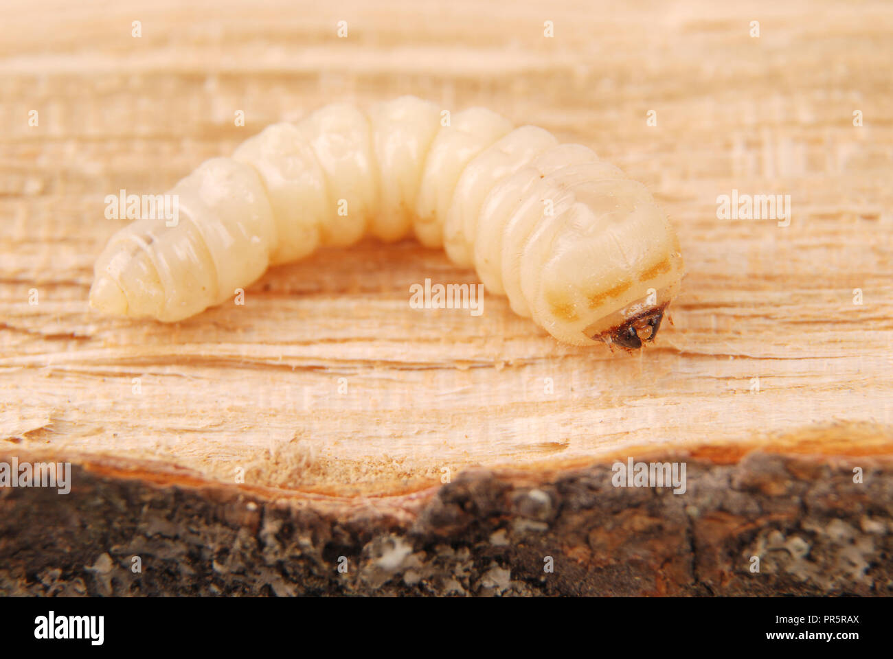 Larva bark beetle (Scolytinae). Larva of Bark beetles legless on wood background. Stock Photo