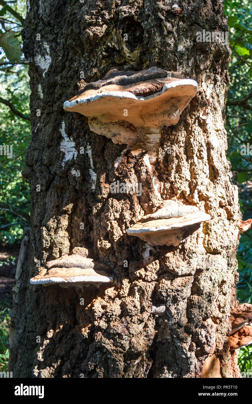 Fungus oak tree britain hires stock photography and images Alamy