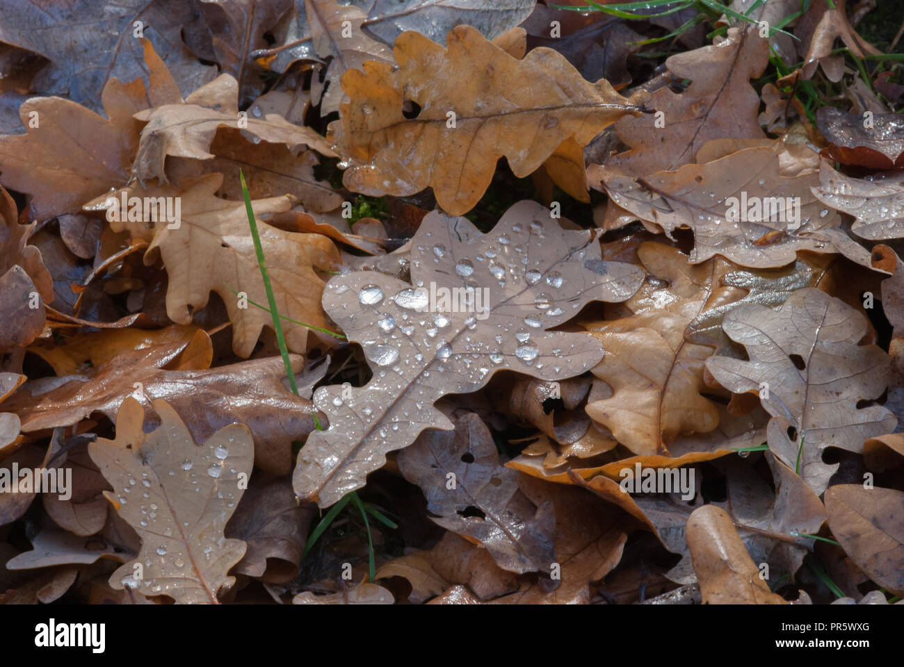 Heavy rain on leaves hi-res stock photography and images - Alamy